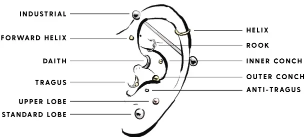 Fül piercingek típusai – klasszikus anatómiai ábra Fül piercingek diagram klasszikus rajzolt stílusban – industrial, helix, tragus, conch, daith, rook, lobe és egyéb piercingek megnevezve